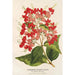 Reproduktion des Gemäldes Clerodendrum speciosum hybridum - Charles Antoine Lemaire