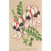 Clianthus Dampieri mit weißen Blumen am roten Rand - Charles Antoine Lemaire — Ansicht des Kunstwerks