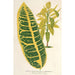 Codium variegatum var maximum - Charles Antoine Lemaire — Ansicht des Kunstwerks