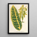 Codium variegatum var maximum - Charles Antoine Lemaire — gerahmtes Bild an der Wand