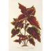 Reproduktion des Gemäldes Coleus Verschaffeltii - Charles Antoine Lemaire