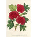 Cratægus oxyacantha var fleurs écarlates pleines - Charles Antoine Lemaire — Ansicht des Kunstwerks