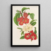 Cydonia japonica neue Sorten von - Charles Antoine Lemaire — gerahmtes Bild an der Wand