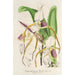 Cypripedium Stonei - Charles Antoine Lemaire — Ansicht des Kunstwerks