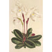 Cypripedium niveum - Charles Antoine Lemaire — Ansicht des Kunstwerks