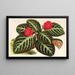 Cyrtodeira fulgida - Charles Antoine Lemaire — gerahmtes Bild an der Wand