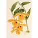 Dendrobium chrysotis - Charles Antoine Lemaire — Ansicht des Kunstwerks