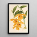 Dendrobium chrysotis - Charles Antoine Lemaire — gerahmtes Bild an der Wand