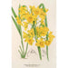 Dendrobium dixanthum - Charles Antoine Lemaire — Ansicht des Kunstwerks