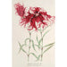 Dianthus cincinnatus - Charles Antoine Lemaire — Ansicht des Kunstwerks