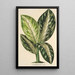 Reproduktion des Gemäldes Dieffenbachia Wallisi - Charles Antoine Lemaire