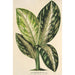 Reproduktion des Gemäldes Dieffenbachia Wallisi - Charles Antoine Lemaire
