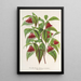 Reproduktion des Gemäldes Diervilla Weigelia multiflora - Charles Antoine Lemaire