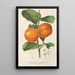 Diospyros Kaki var costata - Charles Antoine Lemaire — gerahmtes Bild an der Wand