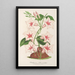 Dipladenia nobilis - Charles Antoine Lemaire — gerahmtes Bild an der Wand