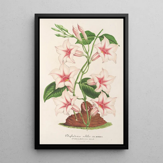 Charles Antoine Lemaire - Dipladenia nobilis.webp