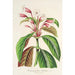 Dipteracanthus Herbstii - Charles Antoine Lemaire — Ansicht des Kunstwerks