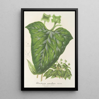 Charles Antoine Lemaire - Dorstenia maculata.webp