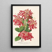 Embothrium coccineum - Charles Antoine Lemaire — gerahmtes Bild an der Wand