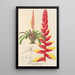 Encholirium corallinum - Charles Antoine Lemaire — gerahmtes Bild an der Wand