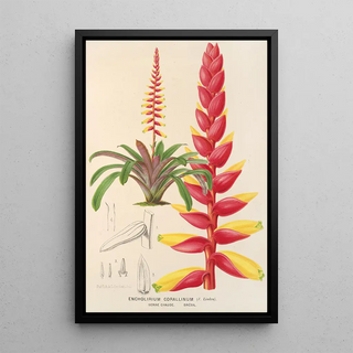 Charles Antoine Lemaire - Encholirium corallinum.webp