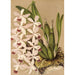 Reproduktion des Gemäldes Epidendrum conspicuum - Charles Antoine Lemaire
