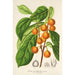 Reproduktion des Gemäldes Ficus cerasiformis - Charles Antoine Lemaire
