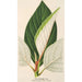 Ficus dealbata - Charles Antoine Lemaire — Ansicht des Kunstwerks
