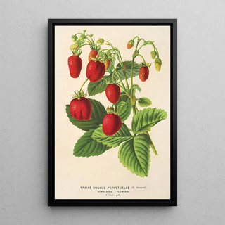 Charles Antoine Lemaire - Fraise double perptuelle.webp