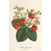 Erdbeer-Perpetual-Tafel Ananas - Charles Antoine Lemaire — Ansicht des Kunstwerks
