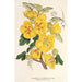 Reproduktion des Gemäldes Fremontia californica - Charles Antoine Lemaire