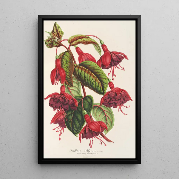 Charles Antoine Lemaire - Fuchsia Solferino.webp