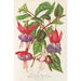 Fuchsia neue Sorten von - Charles Antoine Lemaire — Ansicht des Kunstwerks