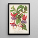 Fuchsia neue Sorten von - Charles Antoine Lemaire — gerahmtes Bild an der Wand