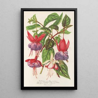 Charles Antoine Lemaire - Fuchsia nouvelles varits de.webp