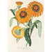 Gazania splendens hybride - Charles Antoine Lemaire — Ansicht des Kunstwerks