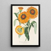 Gazania splendens hybride - Charles Antoine Lemaire — gerahmtes Bild an der Wand
