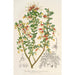 Reproduktion des Gemäldes Grevillea alpestris - Charles Antoine Lemaire