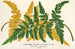 Gymnogramma Laucheana var gigantea - Charles Antoine Lemaire — Ansicht des Kunstwerks