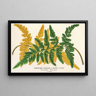 Charles Antoine Lemaire - Gymnogramma Laucheana var gigantea.webp