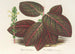 Gymnostachyum Verschaffeltii - Charles Antoine Lemaire — Ansicht des Kunstwerks