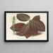 Gymnostachyum Verschaffeltii - Charles Antoine Lemaire — gerahmtes Bild an der Wand