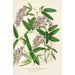 Hardenbergia Makoyana hybrida - Charles Antoine Lemaire — Ansicht des Kunstwerks