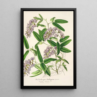 Charles Antoine Lemaire - Hardenbergia Makoyana hybrida.webp
