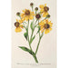 Reproduktion des Gemäldes Helenium atropurpureum var. grandicephalum - Charles Antoine Lemaire