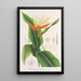 Heliconia aurantiaca - Charles Antoine Lemaire — gerahmtes Bild an der Wand