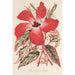 Reproduktion des Gemäldes Hibiskus und besser Ibiscus Cooperi Gemälde - Charles Antoine Lemaire