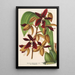 Houlletia odoratissima Antioquiensis - Charles Antoine Lemaire — gerahmtes Bild an der Wand