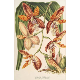 Charles Antoine Lemaire - Houlletia trigrina.webp
