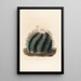 Iconographie descriptive des cactées Pl01 - Charles Antoine Lemaire — gerahmtes Bild an der Wand